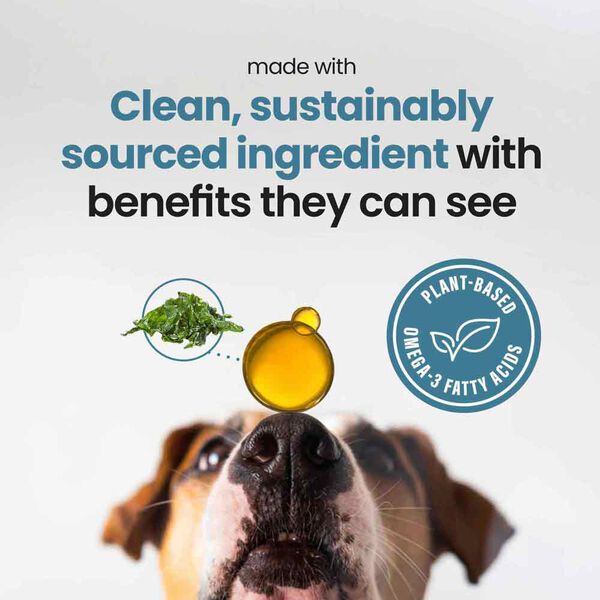 Image showcasing Omega Oil for Dogs with Algae (8 oz) | JustFoodForDogs
